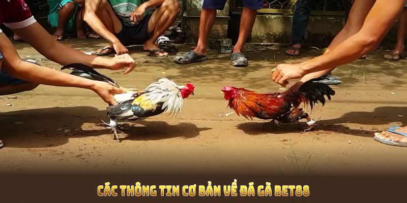 Điểm qua thông tin cơ bản trong sảnh cược đá gà Bet88