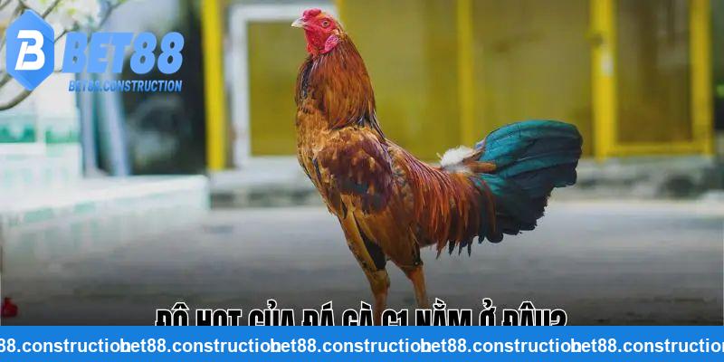 Ưu điểm của chọi gà C1 tại BET88