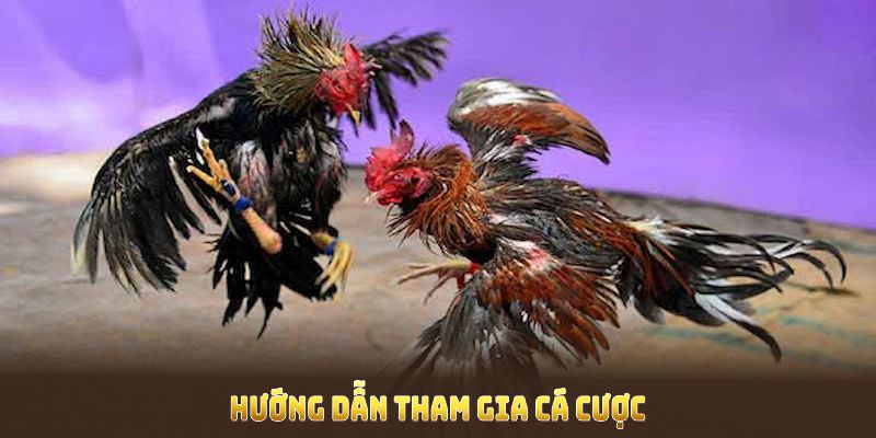 Hướng dẫn tham gia cá cược đá gà BET88 thuận tiện cho mọi thành viên