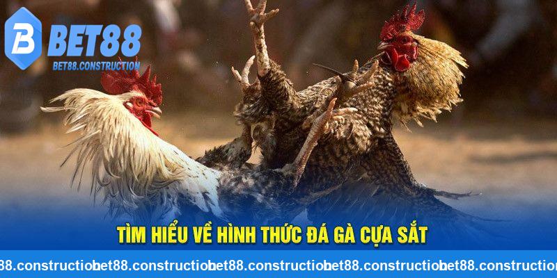 Làm nên sức hấp dẫn đá gà cựa sắt tại Bet88