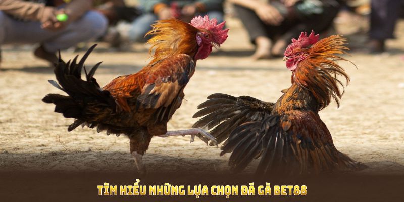 Tìm hiểu những lựa chọn đá gà BET88 nổi bật nhất hiện nay