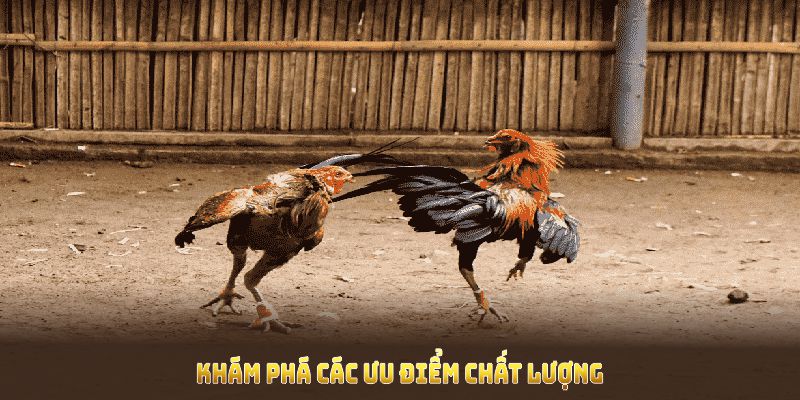 Khám phá các ưu điểm chất lượng của đá gà BET88 ngay từ bây giờ